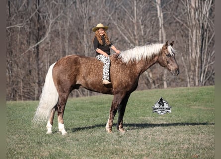 Koń pociągowy Mix, Wałach, 7 lat, 163 cm
