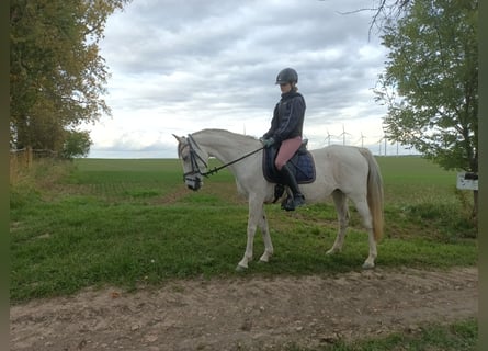 Koń półkrwi arabskiej (Arabian Partbred), Klacz, 10 lat, 148 cm, Siwa