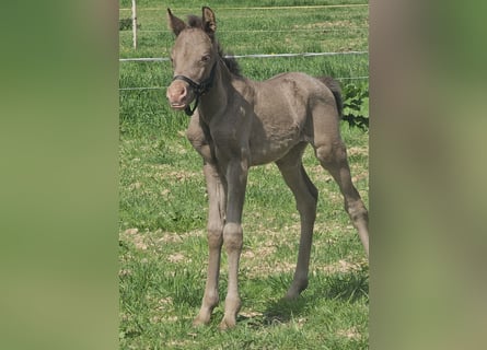Koń półkrwi arabskiej (Arabian Partbred), Klacz, 1 Rok, 145 cm, Szampańska