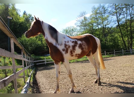 Koń półkrwi arabskiej (Arabian Partbred), Klacz, 5 lat, 150 cm, Tobiano wszelkich maści