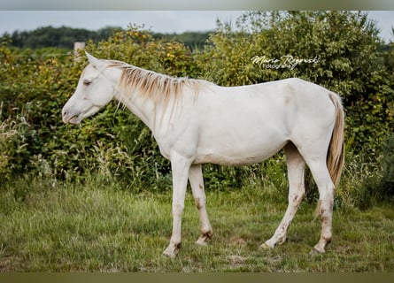Koń półkrwi arabskiej (Arabian Partbred), Klacz, 5 lat, 151 cm, Szampańska