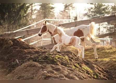 Koń półkrwi arabskiej (Arabian Partbred), Klacz, Źrebak (02/2026), 154 cm, Izabelowata