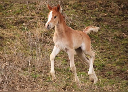 Koń półkrwi arabskiej (Arabian Partbred), Klacz, Źrebak (02/2026), 155 cm, Kasztanowata