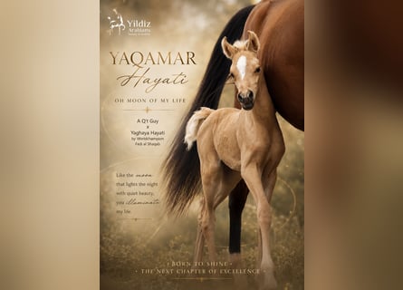 Koń półkrwi arabskiej (Arabian Partbred), Klacz, Źrebak (01/2026), Izabelowata