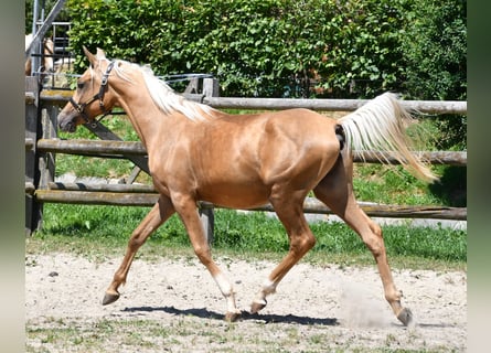 Koń półkrwi arabskiej (Arabian Partbred), Ogier, 2 lat, 154 cm, Izabelowata