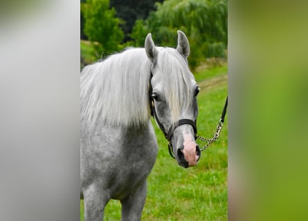 Koń półkrwi arabskiej (Arabian Partbred), Ogier, 4 lat, 150 cm, Siwa w hreczce