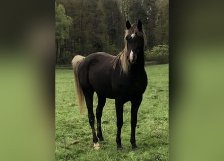Koń półkrwi arabskiej (Arabian Partbred), Ogier, 5 lat, 156 cm