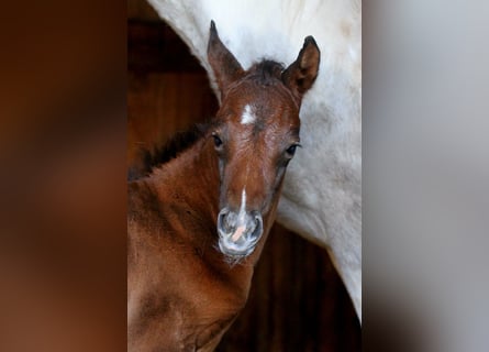 Koń półkrwi arabskiej (Arabian Partbred), Ogier, Źrebak (04/2026), 156 cm, Gniada