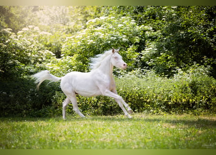 Koń półkrwi arabskiej (Arabian Partbred), Wałach, 6 lat, 150 cm, Cremello