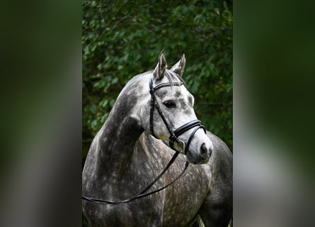 Koń półkrwi arabskiej (Arabian Partbred), Wałach, 7 lat, 148 cm, Siwa