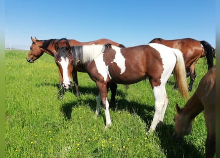 Koń półkrwi arabskiej (Arabian Partbred), Klacz, 1 Rok, 158 cm, Srokata