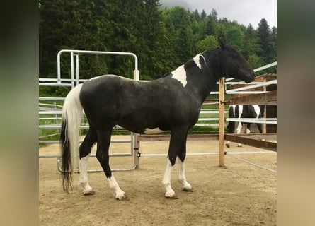 Koń półkrwi arabskiej (Arabian Partbred), Ogier, 10 lat, 156 cm, Srokata