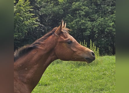 Koń półkrwi arabskiej (Arabian Partbred) Mix, Ogier, Źrebak (03/2024), 150 cm