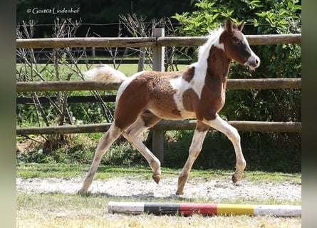 Koń półkrwi arabskiej (Arabian Partbred), Ogier, Źrebak (03/2023), 155 cm, Tobiano wszelkich maści
