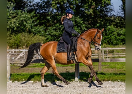 Koń półkrwi arabskiej (Arabian Partbred), Wałach, 11 lat, 155 cm, Gniada