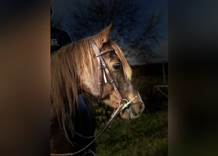 Koń półkrwi arabskiej (Arabian Partbred), Wałach, 12 lat, 153 cm, Kasztanowata