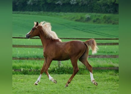 Koń półkrwi arabskiej (Arabian Partbred) Mix, Wałach, 1 Rok, 156 cm, Kasztanowata