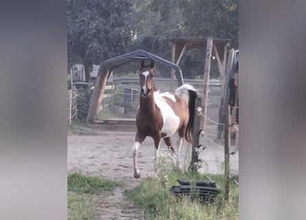 Koń półkrwi arabskiej (Arabian Partbred), Wałach, 3 lat, 154 cm, Srokata