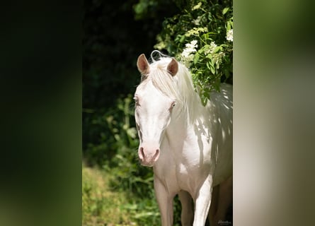 Koń półkrwi arabskiej (Arabian Partbred), Wałach, 4 lat, 150 cm, Cremello