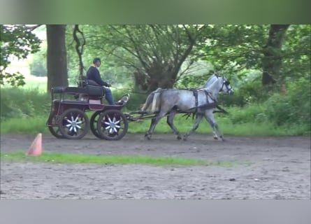 Koń półkrwi arabskiej (Arabian Partbred), Wałach, 5 lat, 152 cm