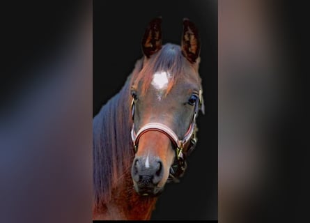Koń półkrwi arabskiej (Arabian Partbred), Wałach, 7 lat, 160 cm, Gniada