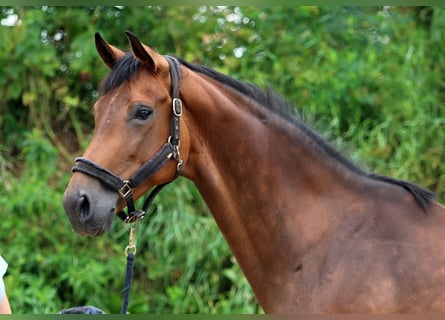 Koń reński, Klacz, 11 lat, 174 cm, Ciemnogniada