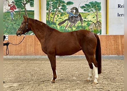 Koń reński, Klacz, 14 lat, 166 cm, Kasztanowata