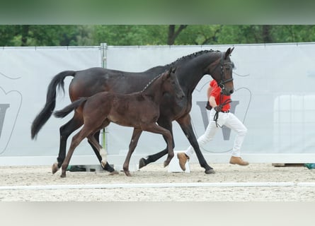 Koń reński, Klacz, 14 lat, 168 cm, Skarogniada