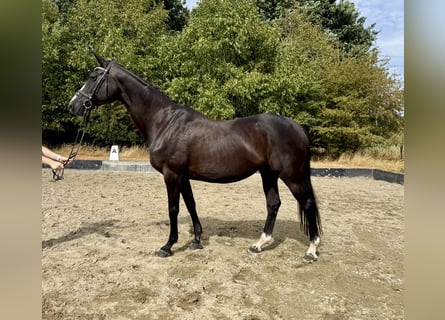 Koń reński, Klacz, 15 lat, 168 cm, Kara