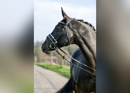 Koń reński, Klacz, 17 lat, 163 cm, Kara
