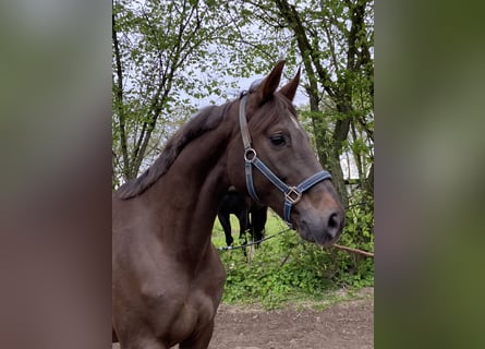 Koń reński, Klacz, 17 lat, 165 cm, Ciemnokasztanowata