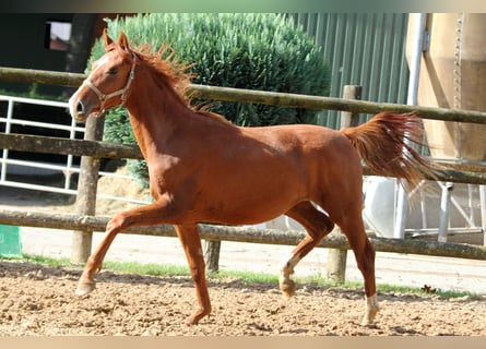 Koń reński, Klacz, 1 Rok, 172 cm, Kasztanowata