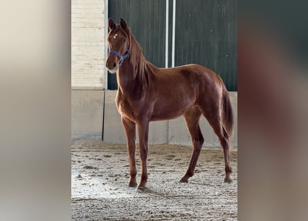 Koń reński, Klacz, 2 lat, 170 cm, Kasztanowata