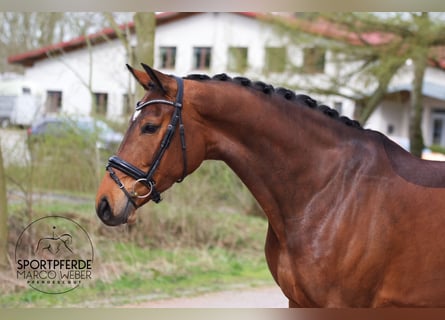 Koń reński, Klacz, 4 lat, 172 cm, Gniada