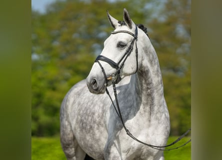 Koń reński, Klacz, 5 lat, 166 cm, Siwa