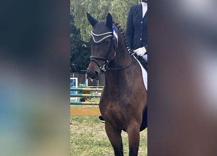 Koń reński, Klacz, 6 lat, 168 cm, Gniada