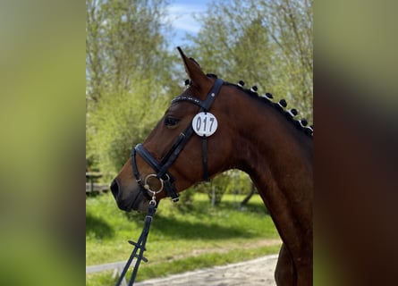 Koń reński, Klacz, 7 lat, 165 cm, Gniada