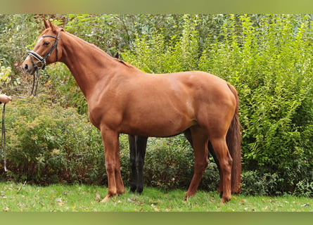 Koń reński, Klacz, 7 lat, 168 cm