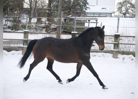 Koń reński, Klacz, 8 lat, 165 cm, Ciemnogniada