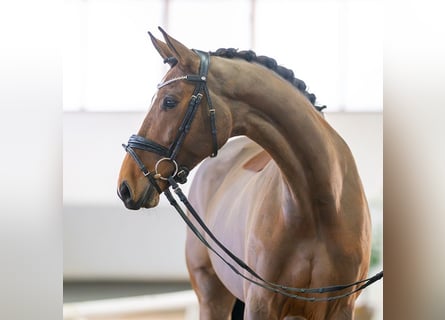 Koń reński, Klacz, 8 lat, 165 cm, Gniada