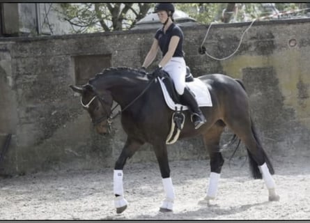 Koń reński, Klacz, 9 lat, 169 cm, Skarogniada