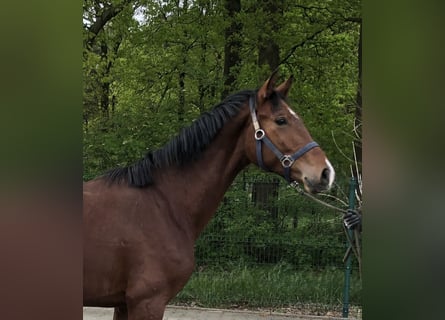 Koń reński, Ogier, 2 lat, 152 cm, Gniada