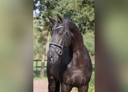Koń reński, Ogier, 13 lat, 174 cm, Kara