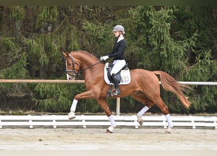Koń reński, Ogier, 5 lat, 168 cm, Kasztanowata