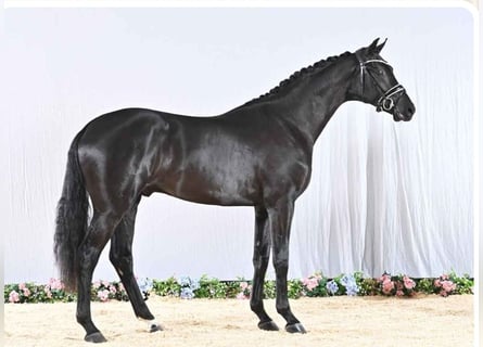 Koń reński, Wałach, 3 lat, 172 cm, Kara