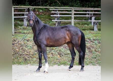 Koń reński, Wałach, 5 lat, 165 cm, Skarogniada