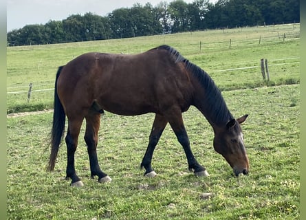 Koń reński, Wałach, 22 lat, 165 cm