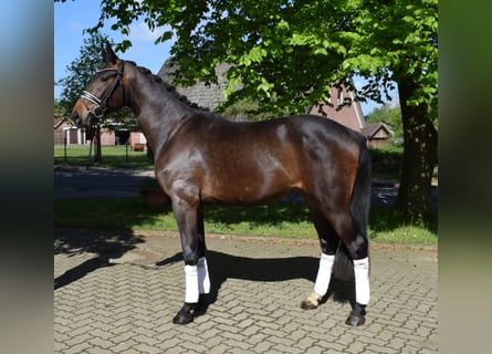 Koń reński, Wałach, 3 lat, 165 cm, Skarogniada