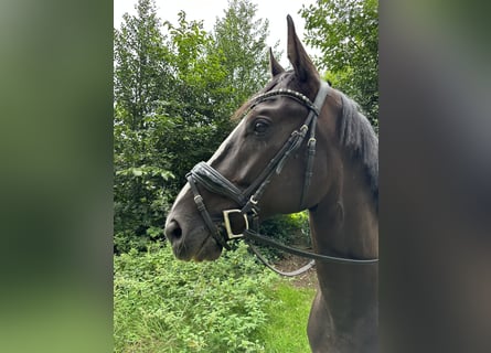 Koń reński, Wałach, 5 lat, 166 cm, Skarogniada