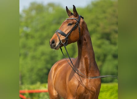 Koń reński, Wałach, 5 lat, 173 cm, Gniada